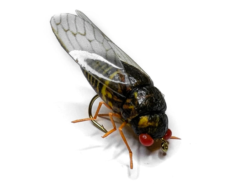 Cicada flue tørrflue