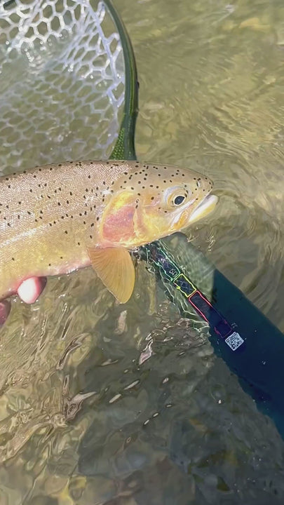 Cling | Temperature Tape - Stick on thermometer Celcius