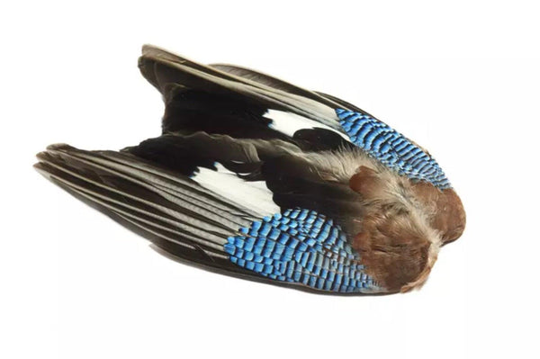 blue jay vinge notteskrike - Fluebindemateriell - Flue.no