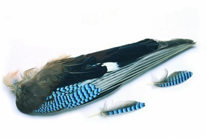 blue jay vinge notteskrike - Fluebindemateriell - Flue.no