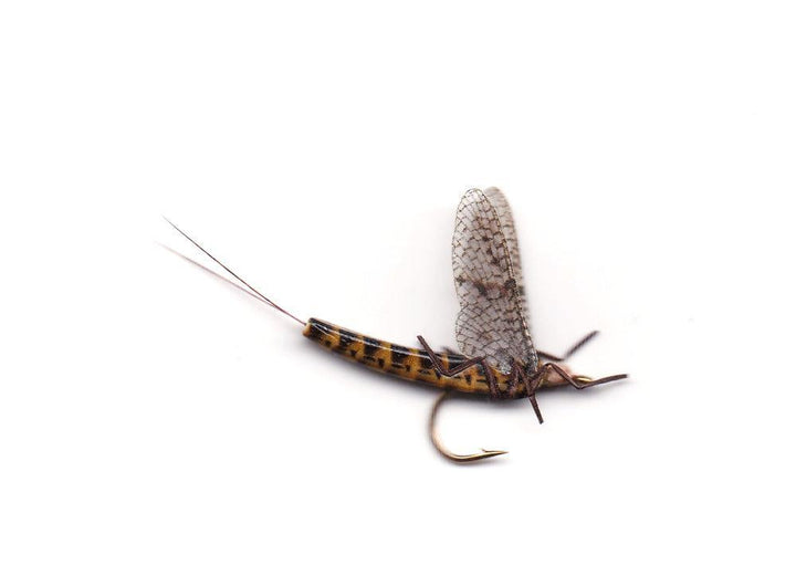 Vania | True May Fly Brown Drake - Flue.no - Fiskefluer